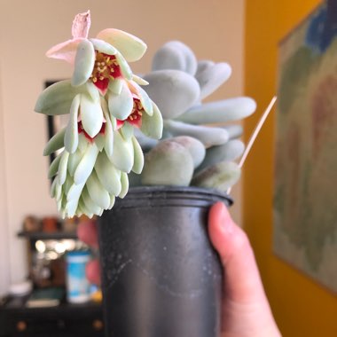 Pachyphytum oviferum