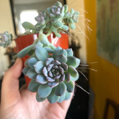 Echeveria Prolifica