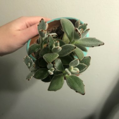 Kalanchoe tomentosa