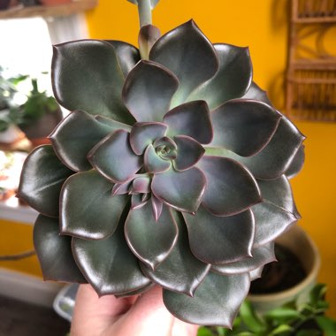 Echeveria 'Melaco'