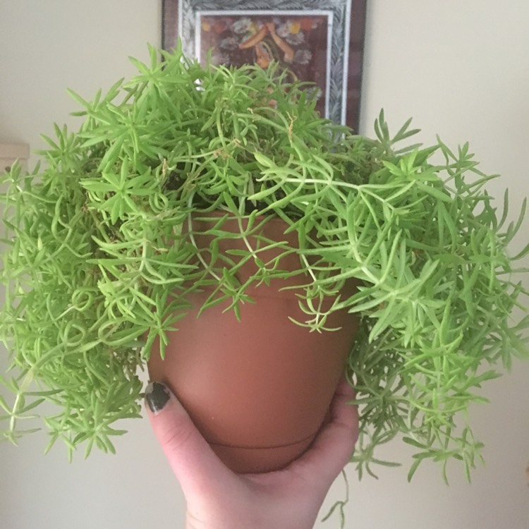 Plant image Sedum Mexicanum 'Lemon Ball'