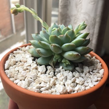 Echeveria Multicaulis