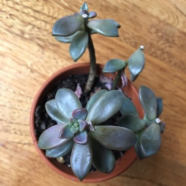 x Graptosedum Bronze