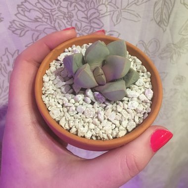 Lapidaria margaretae syn. Mesembryanthemum margaretae