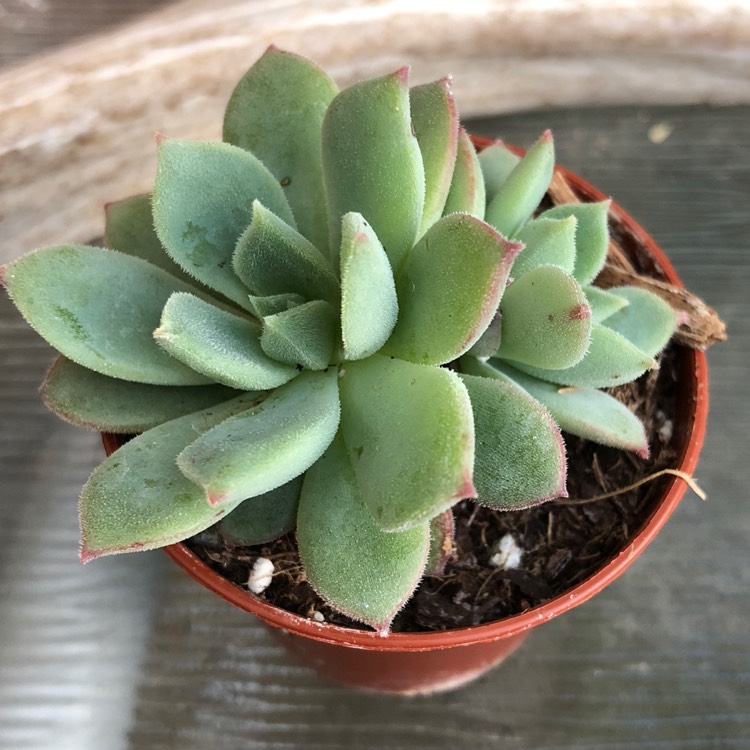 Plant image Echeveria Haageana