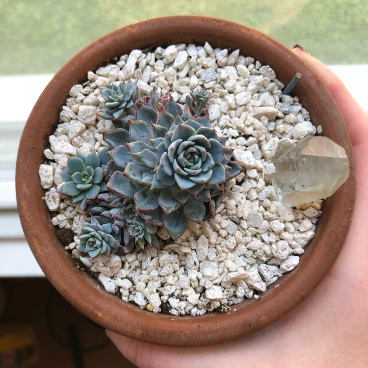 Plant image Echeveria Azulita