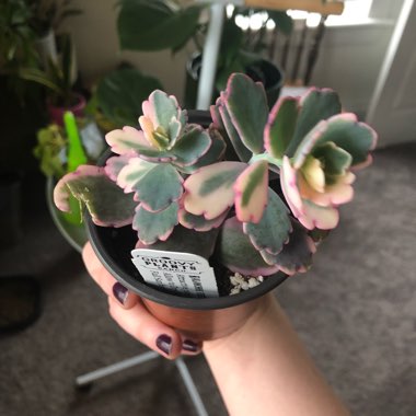 Kalanchoe fedtschenkoi 'Variegata'