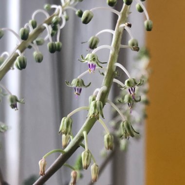 Ledebouria socialis syn. Scilla violaceum