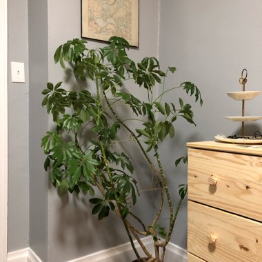 Schefflera arboricola