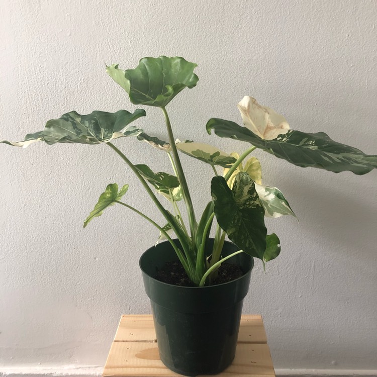 Plant image Alocasia Odora