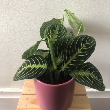 Calathea warscewiczii