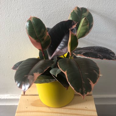 Ficus elastica 'Ruby'