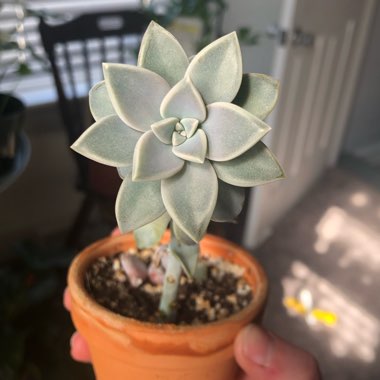 Graptopetalum Paraguayense subsp. Paraguayense