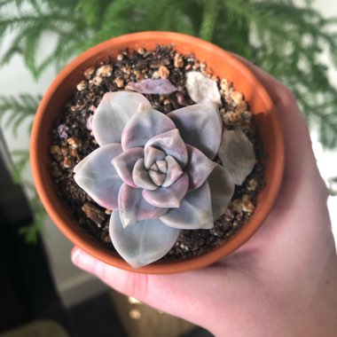 Graptopetalum Paraguayense subsp. Paraguayense Variegata