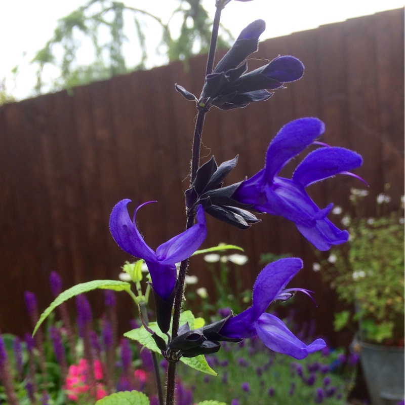 Salvia Black and Blue