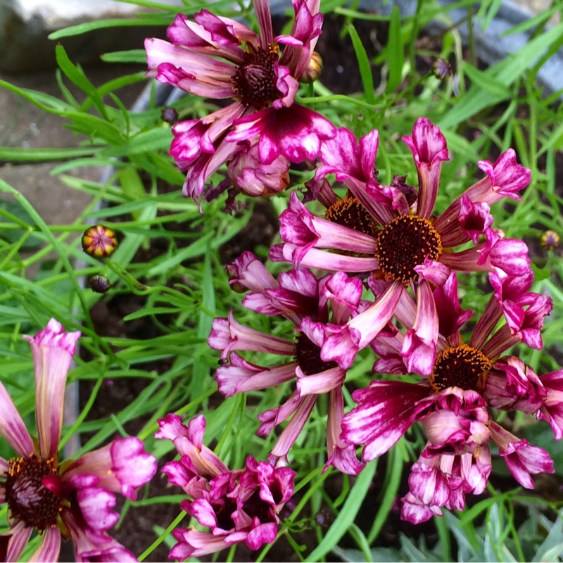 Threadleaf Coreopsis  'Fruit Punch'