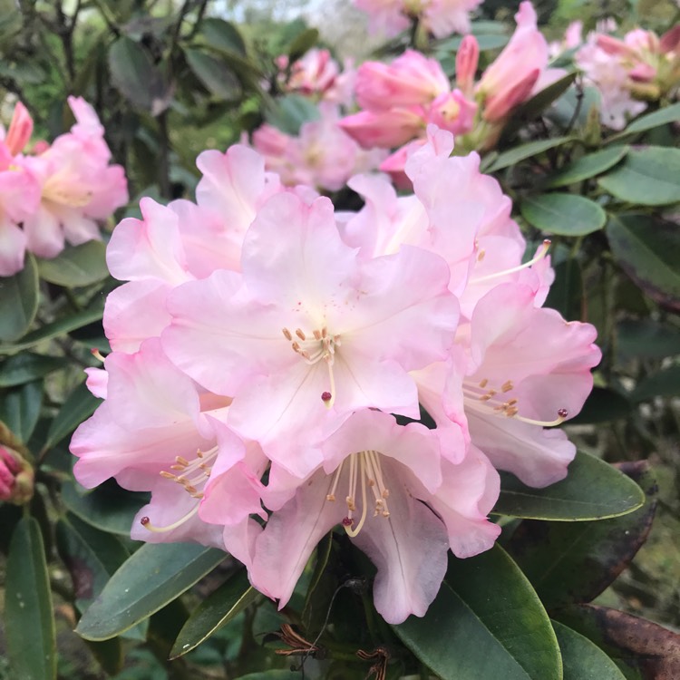 Plant image Rhododendron insigne