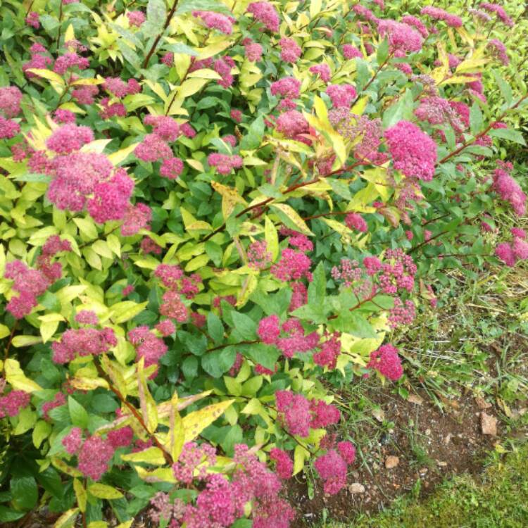 Plant image Spiraea japonica 'Candlelight'