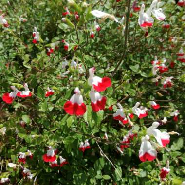 Sage 'Hot Lips'