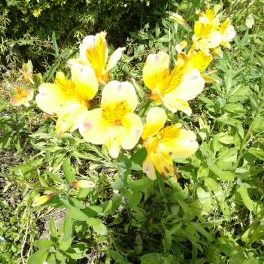 Peruvian Lily 'Inticancha Cabana'