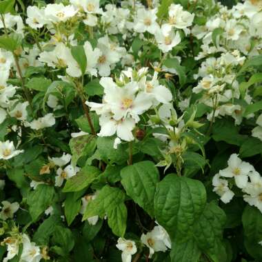 Mock Orange