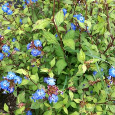 Hardy Plumbago 'Forest Blue'