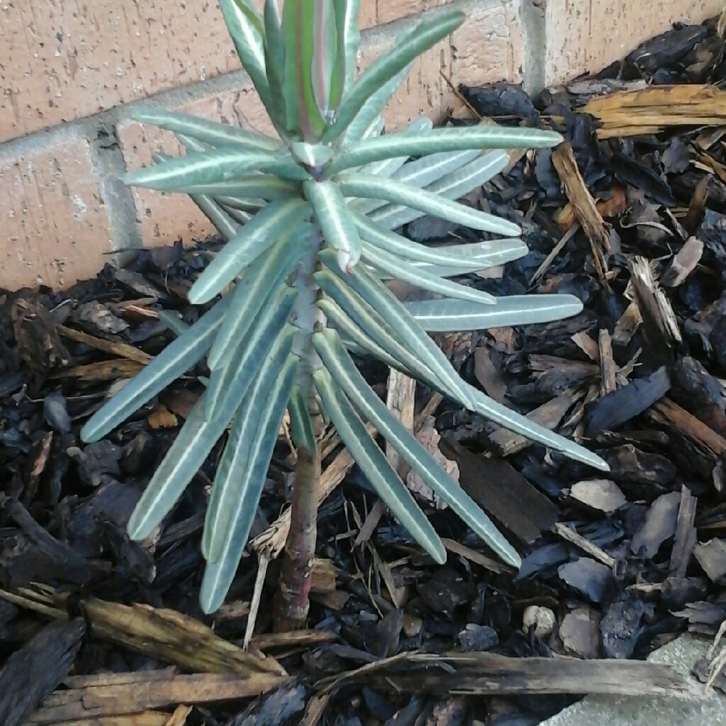 Plant image Euphorbia lathyris