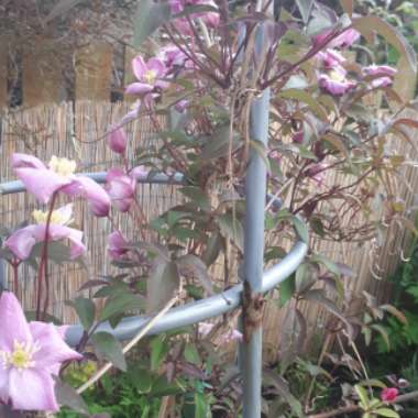 Clematis montana