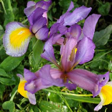 Reticulate Iris