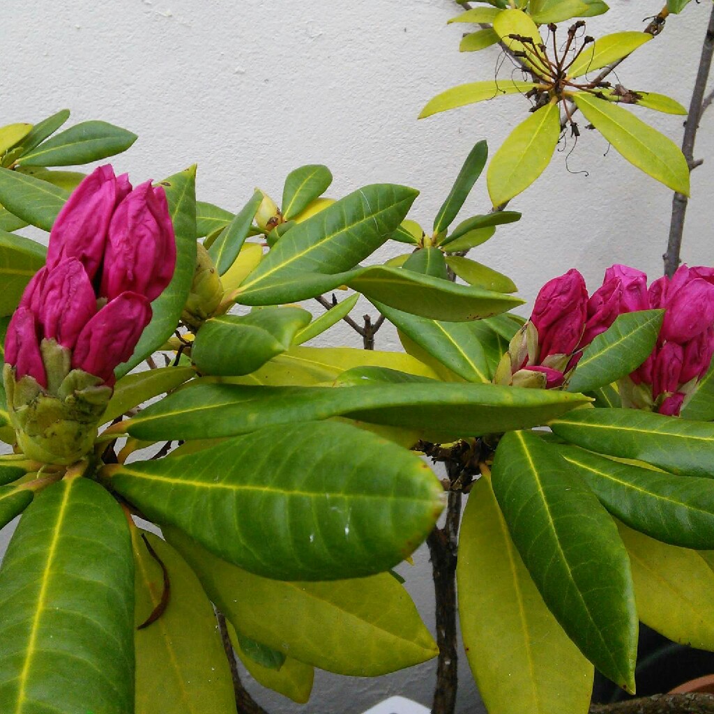 Rhododendron