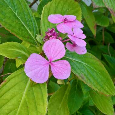 Hydrangea