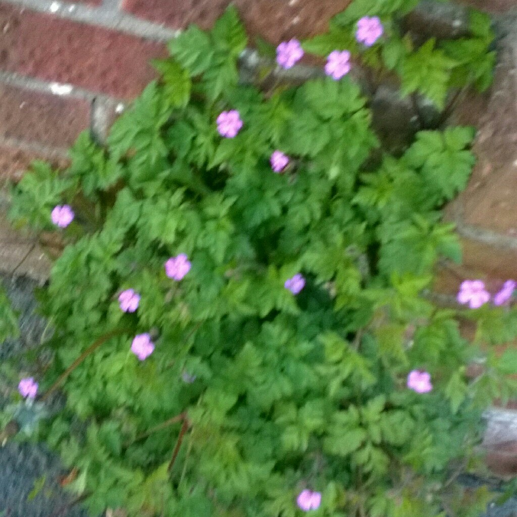 Herb-Robert