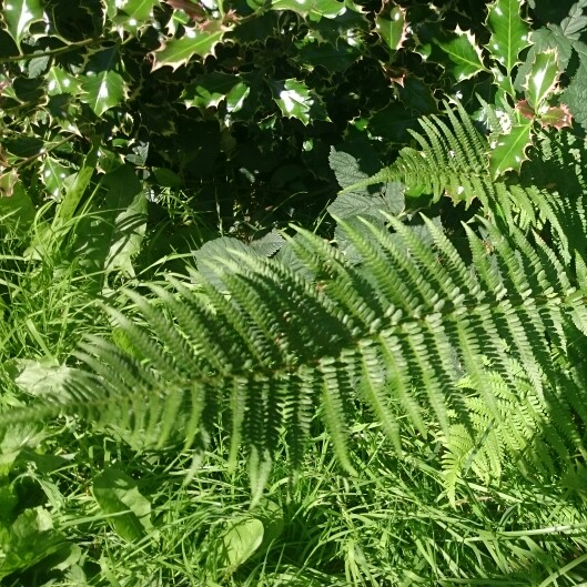 Hard shield fern; prickly shield fern