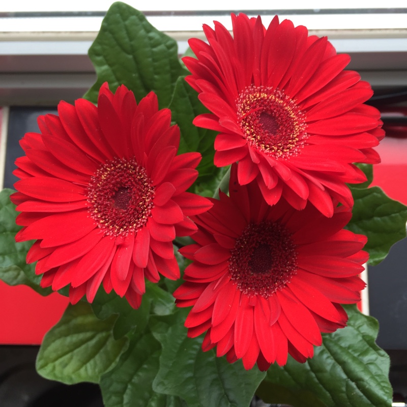 Gerbera Daisy Princeton