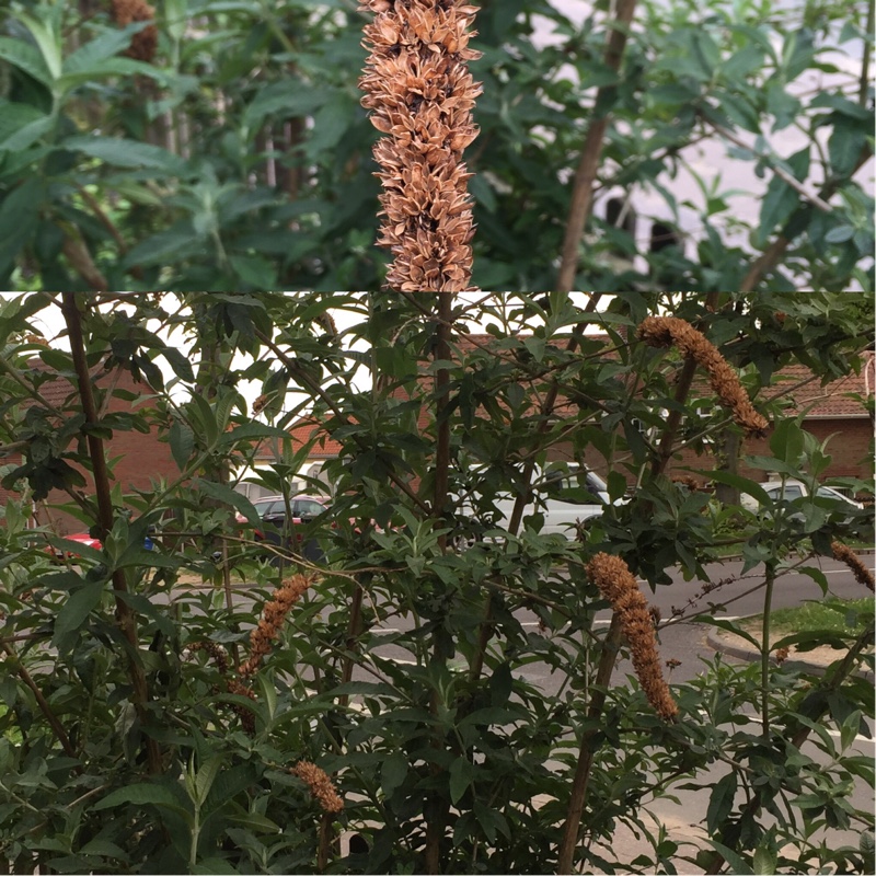 Plant image Buddleja davidii 'Monum' syn. Buddleja davidii 'Nanho Purple'