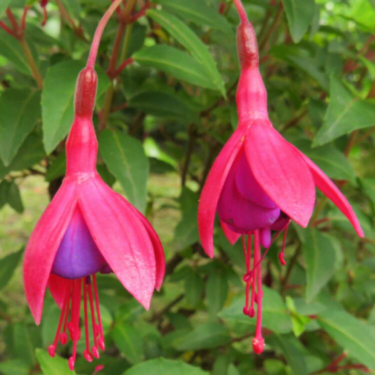 Plant image Fuchsia 'Tom Thumb'