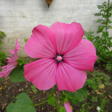 Annual Mallow