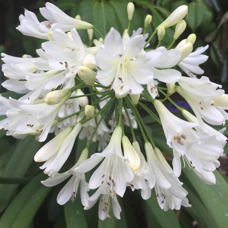 Plant image Agapanthus 'Arctic Star'