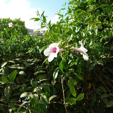 Bower Vine 'Charisma'