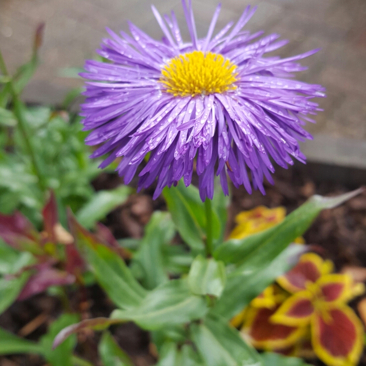 Plant image Aster lateriflorus 'Lady In Blue'