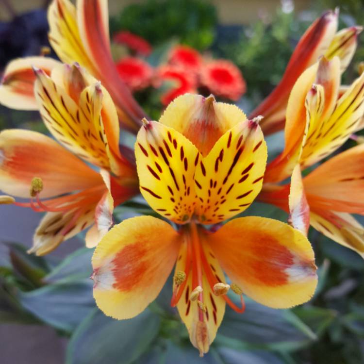 Plant image Alstroemeria 'Teshunte' (Summer Paradise Series) syn. Alstroemeria 'Summer Breeze'