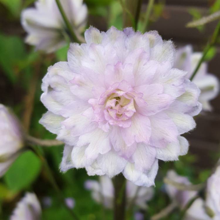 Plant image Delphinium 'Highlander Cha Cha'