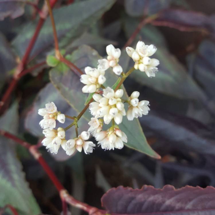 Plant image Persicaria microcephala 'Red Dragon'