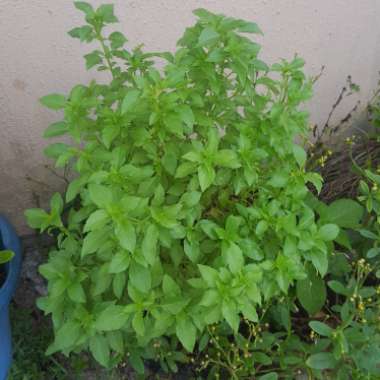 Ocimum x africanum  syn. Ocimum basilicum 'Lemon', Ocimum basilicum var. citriodorum, Ocimum x citriodorum, Ocimum citrodorum