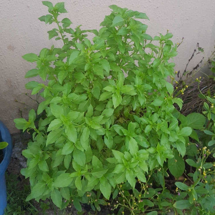 Plant image Ocimum x africanum  syn. Ocimum basilicum 'Lemon', Ocimum basilicum var. citriodorum, Ocimum x citriodorum, Ocimum citrodorum