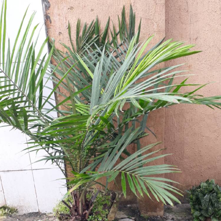 Plant image Phoenix Canariensis