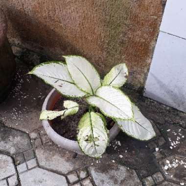 Dieffenbachia Seguine