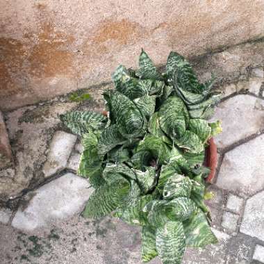 Sansevieria trifasciata Hahnii