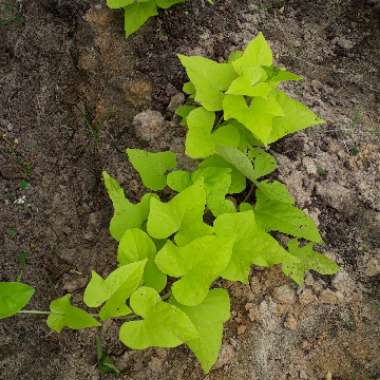 Solanum tuberosum