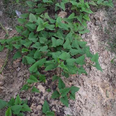 Ipomoea Batatas